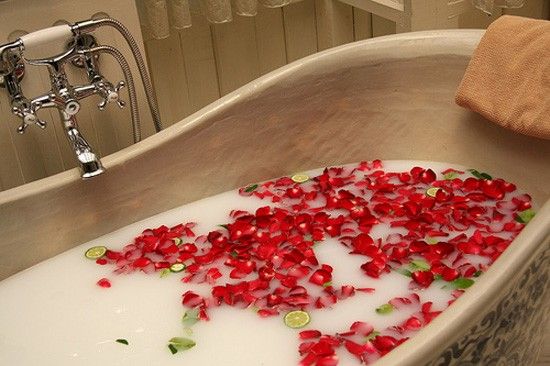 Single red rose